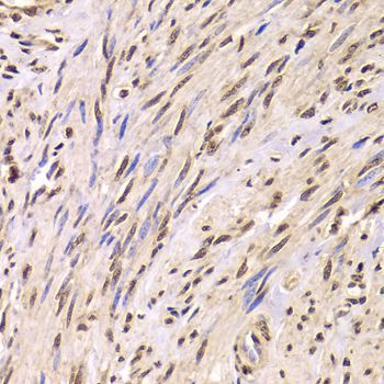 Immunohistochemistry - SNRPA Antibody (144-06410)