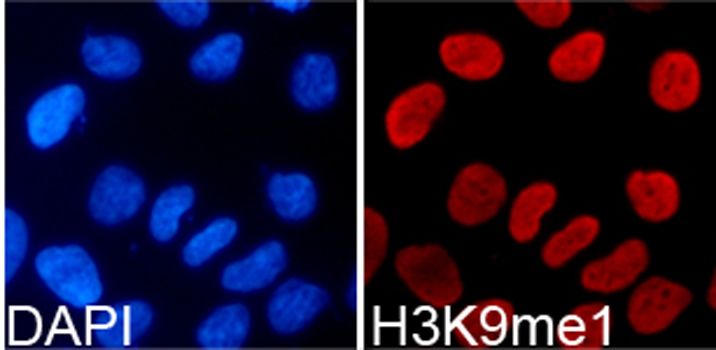 Immunofluorescence - MonoMethyl-Histone H3-K9 pAb (144-02358)