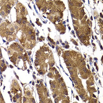 Immunohistochemistry - STAMBP Polyclonal Antibody (144-07065)