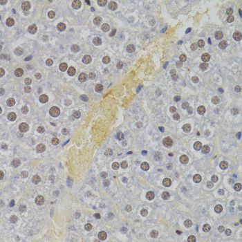 Immunohistochemistry - NASP Antibody (144-06938)