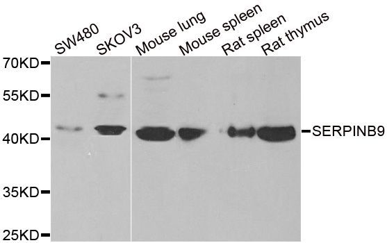 Western blot - SERPINB9 antibody (144-06393)