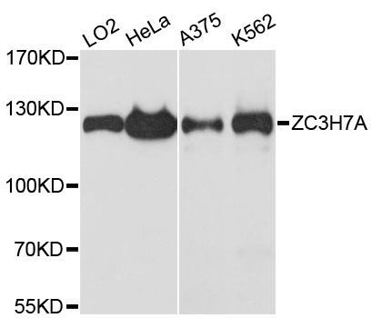 Western blot - ZC3H7A antibody (144-60230)