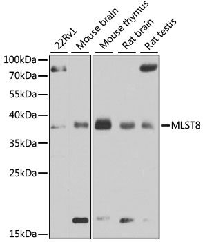 Western blot - MLST8 antibody (144-013599)