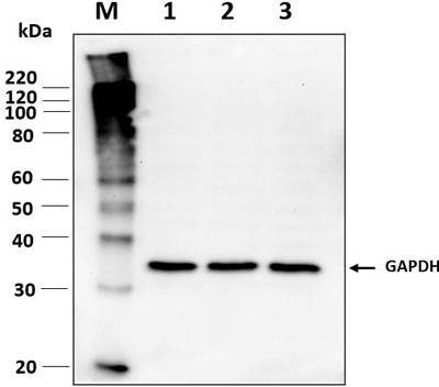 Western blot image