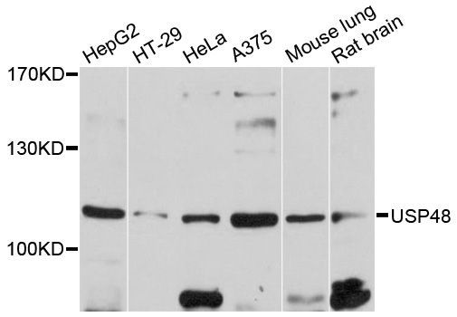 Western blot - USP48 antibody (144-05046)