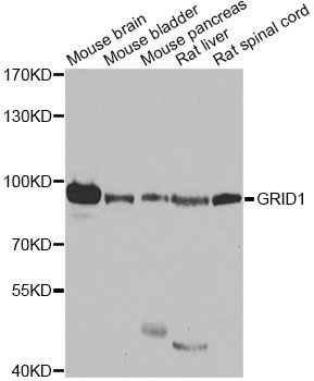 Western blot - GRID1 antibody (144-08011)