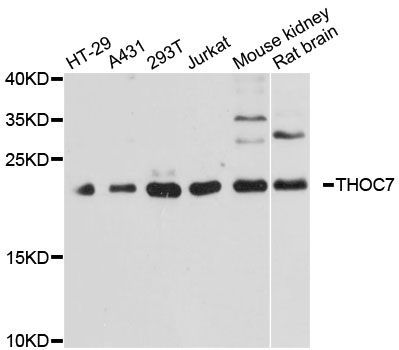 Western blot - THOC7 antibody (144-013700)