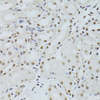 Immunohistochemistry - ALYREF antibody (144-06010)