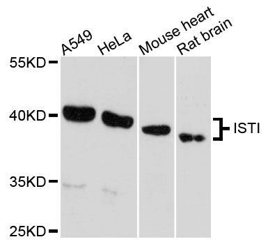 Western blot - IST1 Polyclonal Antibody (144-61474)
