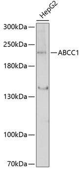 Western blot