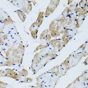 Immunohistochemistry - GABARAP antibody (144-12568)