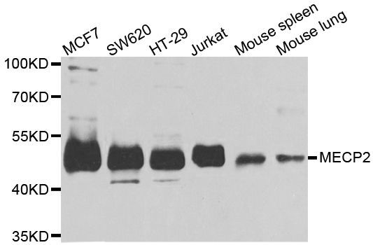 Western blot - MECP2 antibody (144-05694)