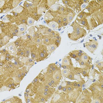 Immunohistochemistry - NAT8 antibody (144-07759)