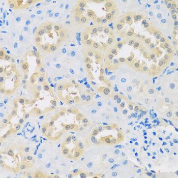 Immunohistochemistry - LETMD1 antibody (144-02147)
