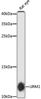 Western blot - URM1 antibody (144-60490)