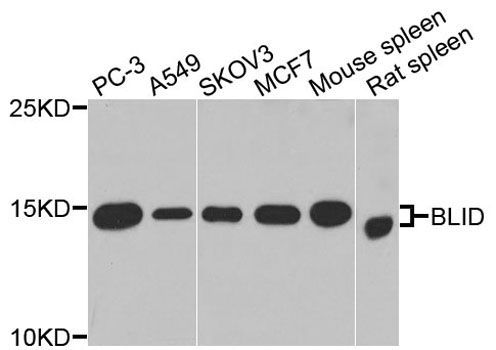 Western blot - BLID Polyclonal Antibody (144-07275)