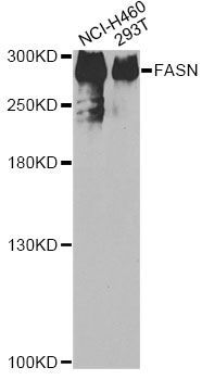 Western blot - FASN Polyclonal Antibody (144-00461)