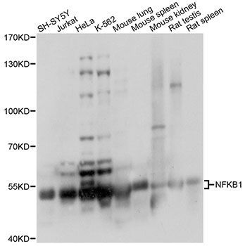 Western blot - NFKB1 antibody (144-60778)