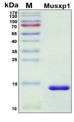 SDS-PAGE