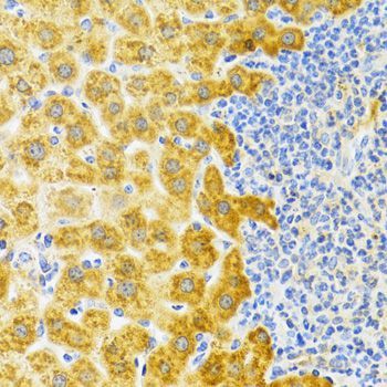 Immunohistochemistry - EDA Antibody (144-02905)