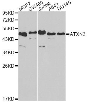 Western blot - ATXN3 antibody (144-01243)