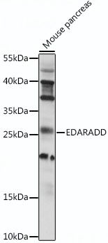 Western blot