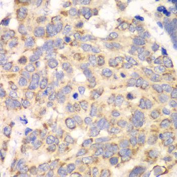 Immunohistochemistry - HAGH antibody (144-06615)