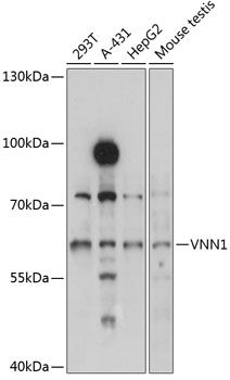 Western blot