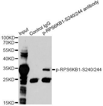 Immunoprecipitation - Phospho-RPS6-S240/244 pAb (144-50537)