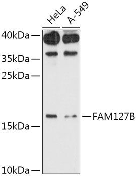 Western blot