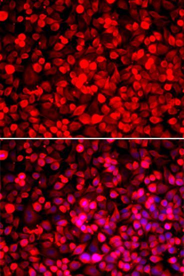 Immunofluorescence - PUF60 antibody (144-06709)