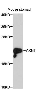 Western blot - GKN1 Polyclonal Antibody (144-013107)