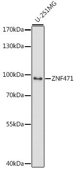 Western blot