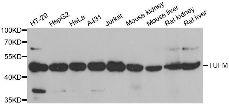 Western blot - TUFM Polyclonal Antibody (144-06423)