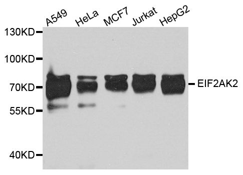 Western blot - [KO Validated] Eif2ak2 Polyclonal Antibody (144-05578)