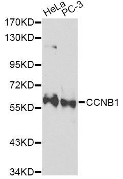 Western blot - CCNB1 Polyclonal Antibody (144-02056)