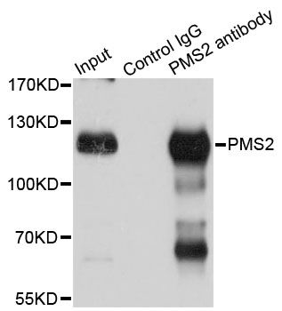 Immunoprecipitation - 3ug PMS2 antibody (144-60442)