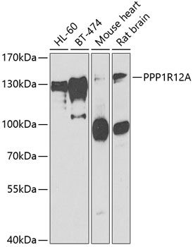 Western blot