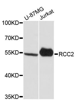 Western blot - RCC2 antibody (144-013105)