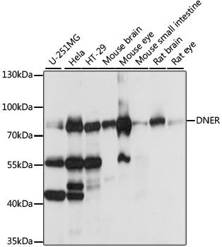 Western blot - DNER antibody (144-61106)