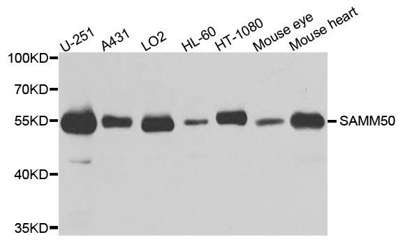 Western blot - SAMM50 antibody (144-03401)