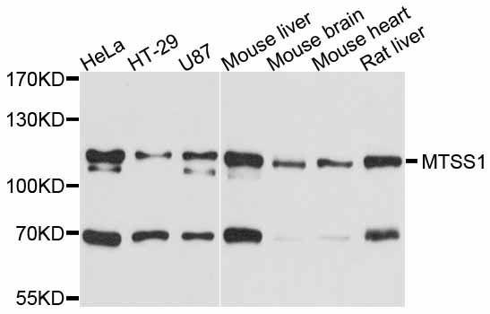 Western blot - MTSS1 antibody (144-011697)