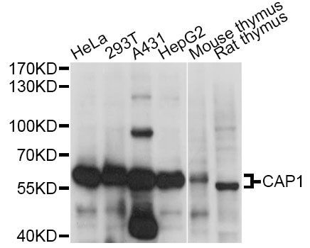 Western blot - CAP1 antibody (144-60715)