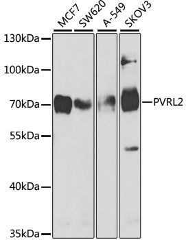 Western blot - PVRL2 antibody (144-05378)