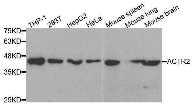 Western blot - ACTR2 Polyclonal Antibody (144-05734)