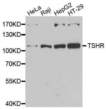 Western blot - TSHR Polyclonal Antibody (144-06781)
