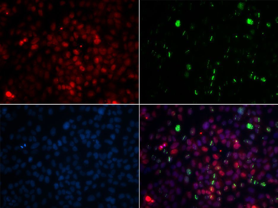 Immunofluorescence - CETN2 antibody (144-05397)