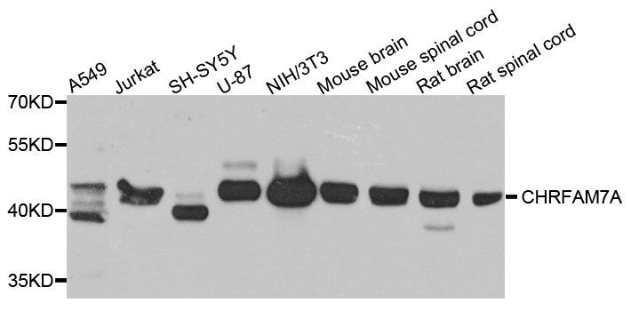 Western blot - CHRFAM7A antibody (144-07844)