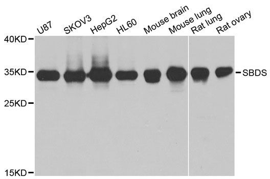 Western blot - SBDS antibody (144-05876)