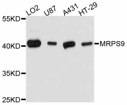 Western blot - MRPS9 antibody (144-11729)